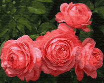Коралловые розы на кустах