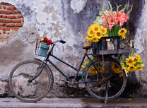 Велодоставщик цветов