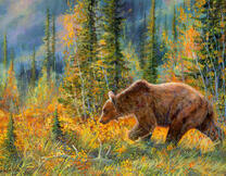 Бурый медведь в летнем лесу