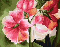 Розовые нежные цветы