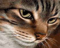 Кошечка с мудрым взглядом