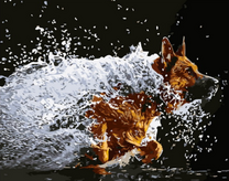 Овчарка в воде