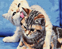 Котики умывают друг друга