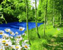 Цветущие ромашки под стройными березами