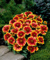 Букетик хризантем у елочки