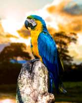 Гордый ара на фоне рассвета