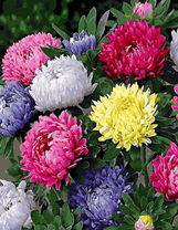 Яркие разноцветные астры