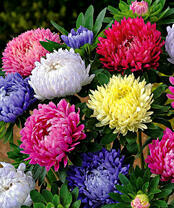 Букет разноцветных астр