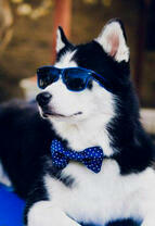 Стильный хаски в очках