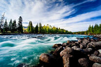 Бурная река в хвойном лесу