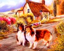 Пара колли в деревне