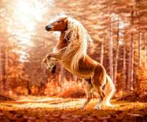 Свеча лошади в осеннем лесу