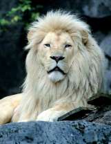 Большой белый лев