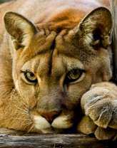 Милая львица