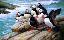 Стая птиц на морском камне