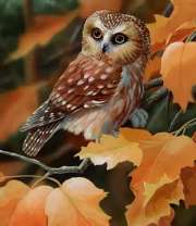 Совушка на ветке с желтыми листьями