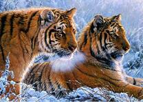 Тигры в снежной долине