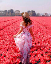 Девушка в поле красных тюльпанов