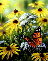 Красивая бабочка на полевых цветах