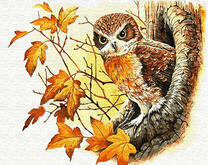 Филин выглядывает с дупла