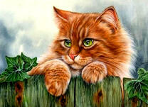 Рыжий кот выглядывает через забор