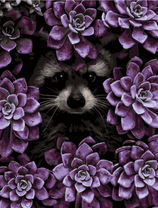 Енотик среди каменных роз