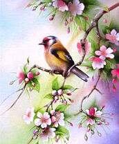 Красивая птичка на цветущей яблоне