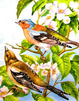 Два соловья на цветущей ветке