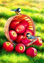 Ведро яблок и синички