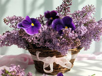 Фиалки и сирень в корзинке