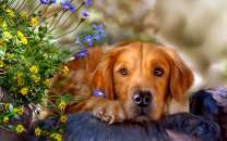 Спокойный пёс и летние цветочки