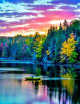 Хвойный лес на самом берегу озера