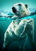 Белый медведь в холодных водах