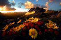 Цветущие герберы на склоне горы