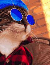 Стильный кот в синих очках
