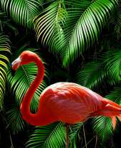 Ярко-розовый фламинго у зарослей папоротников