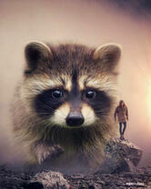 Человек и огромный енот