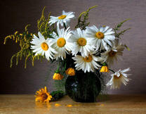 Ромашки с мимозой