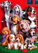 Много собачек со щенками