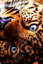Ясный взгляд леопарда