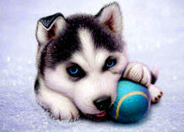Щенок хаски и мячик
