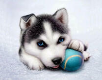 Милый маленький хаски с мячиком