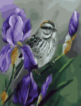 Воробей на цветущих ирисах