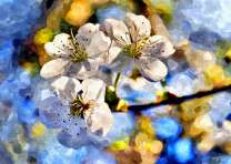 Три цветочка яблони