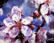 Нежные цветы сакуры