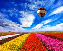 Воздушный шар над разноцветным полем цветов