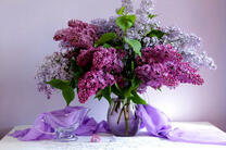 Букет свежей сирени