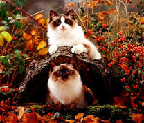 Сиамские коты в осеннем лесу