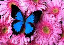 Бабочка на розовых герберах