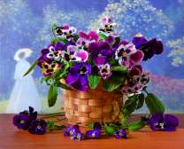Нежные фиалки в плетеной корзине